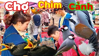 Chợ phiên hôm nay rất nhiều chim, gà cảnh đẹp có cả rồng Nam Mỹ...