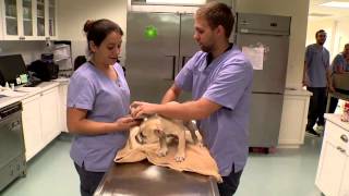 Hurricane Preparedness: Protecting Your Pets