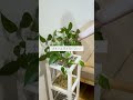 🍀冬に根腐れした　観葉植物の植えかえ方法🍀【☘life with houseplant】12 8 shorts