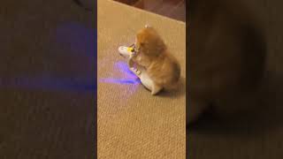 Funny cat playing 😹😹 #shorts #viral #cat #catlover #cutecat #catvideos