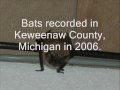 broadband bat detector