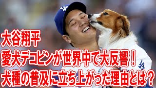 大谷翔平の愛犬デコピンが世界中で大反響！犬種の普及に立ち上がった理由とは？