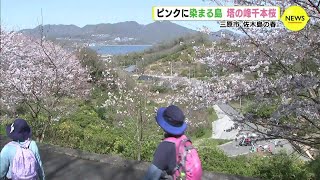 ピンクに染まる島　塔の峰千本桜　佐木島の春（広島･三原市）