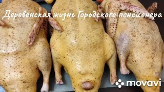 Индоутки. Сколько мяса можно получить за сезон от 4х индоуточек родительского стада. Стоимость мяса.