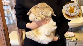 Japan's Cute Bunny Cafe!! Visiting two popular rabbit cafes in Tokyo🐰