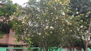 অনেক বড় গন্ধরাজ গাছ - very large Gondhoraj plant