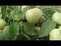 भाग ६ टोमॅटो शेतीलील ५० ते ६० दिवसाचे नियोजन tomato plot schedule