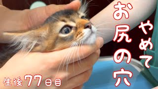 【生後77日目の仔猫】驚愕…病院に行ったらアソコに何か入れられた！【ソマリ】