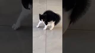 İçine Cin kaçmış Kedi 👻                     #shorts #trending #kedi #tiktok #viral #trend