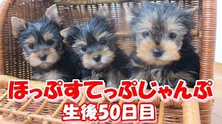 2018年3月18日生まれ・ここあの三つ子ちゃん（生後50日目）