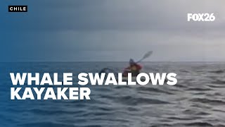 Man swallowed then spit back out by a Humpback Whale