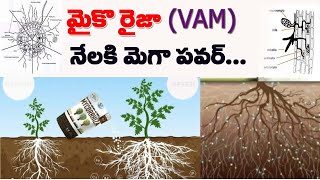 మైకొరైజా  (VAM) ఉపయోగాలు #mycorrhiza #vam how to use mycorrhiza