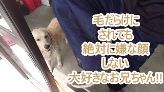 抱きついて毛だらけにされても笑顔の新入社員。ゴールデンレトリバーティト大型犬