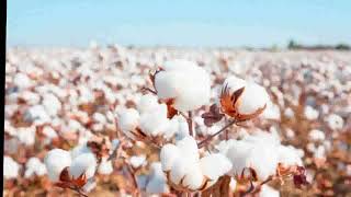 History of cotton