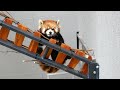 【円山動物園のレッサーパンダ】ホクトのお客さまサービス　red panda hokuto at maruyama zoo