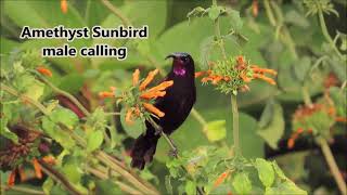 Amethyst Sunbird male calling