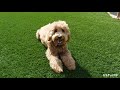 how to care for your artificial turf when you have pets