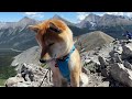 絶景地に来ると下界を見渡さずにはいられない山好きの柴犬【4k】