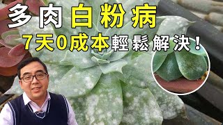 How to do when succulents get powdery mildew?