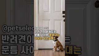 반려견이 닫혀있는 문틈 사이로 킁킁대는 이유는 무엇일까? #강아지행동 #반려견행동 #강아지냄새맡기