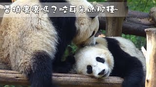 《熊貓早晚安》要撓癢癢嗎？咬耳朵的那種~ | iPanda