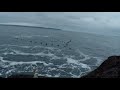 2020 01 05 newfoundland eider hunt