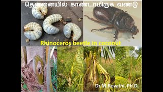 தென்னையில் காண்டாமிருக வண்டு / Rhinoceros beetle in coconut