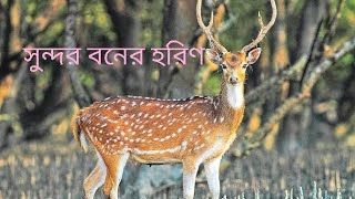 সুন্দর বনের হরিণ যারা দেখেন নাই দেখুন #সুন্দরবন