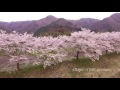 当野の桜並木　 兵庫県篠山市－ドローン空撮－