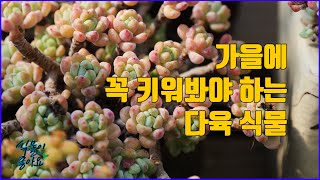 가을에 이렇게 예쁜 꽃 같은 다육 식물을 키우지 않으면 후회하죠(succulent)