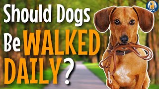 Dog Walking: Why To Start, How Often, And Where #178 #podcast