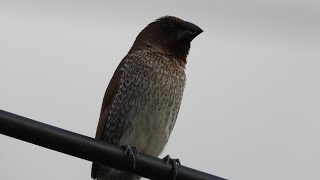 นกกระติ๊ดขี้หมู Scaly-breasted Munia ดูนก Birding Bird Watching