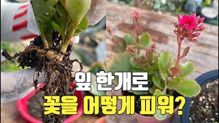 잎 하나로 꽃을 피운 카랑코에