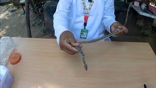 अंधविश्वास कहें या हकीकत क्या सचमुच आसमान से सांप गिरते हैं Striped Keel Back Snake non Venomous