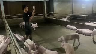 Cure Pig Cough ព្យាបាលជ្រូកក្អក(Khmer pigs)