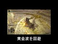 黄金波を回避【elden ring│エルデンリング】 shorts