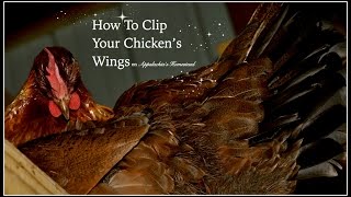 How To Clip Your Chicken's Wings~