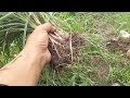 TUTORIAL CARA  PANEN UBI / BUAH SUKET TEKI / RUMPUT TEKI, BUAT JAMU MERPATI KOLONGAN