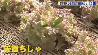 園児が地元の伝統野菜「矢賀ちしゃ」栽培　後継者おらず一度は生産途絶える　２０年ぶりに復活　広島