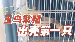 报喜！刚出壳的玉鸟雏鸟原来长这样