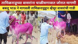 बघा का ? मोजतात शर्यत प्रेमी म्हैसूर वासरांसाठी एवढी किंमत 😱 | बघा बबलू भाऊ यांचा लाईव्ह सौदा