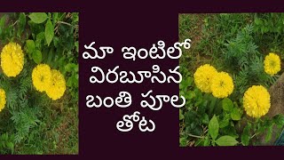 Marigold garden in my home|| మా పెరట్లో విరబూసిన బంతి పూల తోట ||beautiful flowers at my house