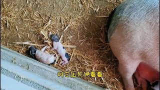 老母豬生仔 壓死兩個