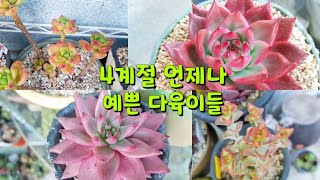 succulent plant. , 4계절 모두 예쁜 모습 볼 수 있는 다육이들! 다육이 관리 힘든 겨울에 힘이 되주는 다육이기도 하죠 ㅎ