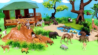 Safari Baby Young Animals  - Fun Facts for Kids