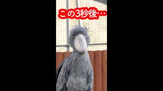 ハシビロコウと目が合うとどうなるかが15秒でわかる動画。2022年最新のふたばちゃん!(2022年1月)Shoebill FUTABA January 2022　#shorts