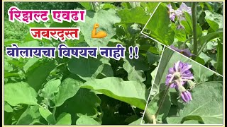 SCT वैदिक वांगी🍆10 गुंठ्यात 100 किलो तोडा,ढगफूटीत सेटिंग चालू🌸70 दिवसात 4 टन वांगी‼️गरीबांचे तंत्र