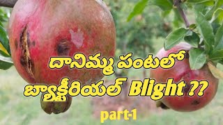 దానిమ్మ పంటలో బ్యాక్టీరియల్  Blight ?? Part-1//#pomogranate #pomogranate