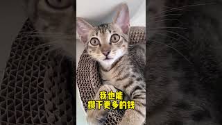 物质上我养你，精神上你养我😘~#萌宠 #猫咪#狸花猫