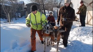 TRAINING TWO GOATS to PULL as a TEAM